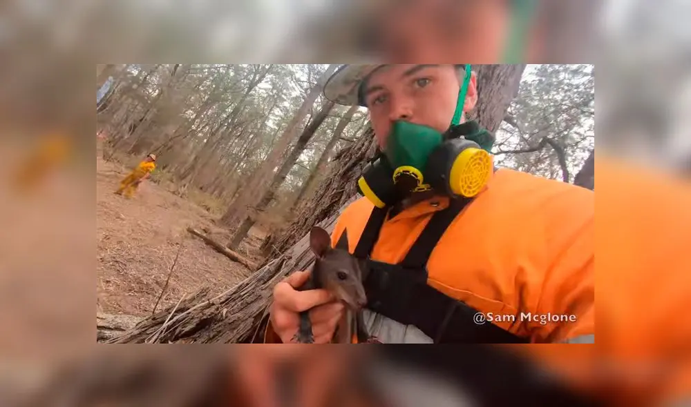 Cría de canguro es rescatada por voluntario Sam McGlone y video se vuelve viral. Foto: Captura Cría de canguro es rescatada por voluntario Sam McGlone y video se vuelve viral. Foto: Captura