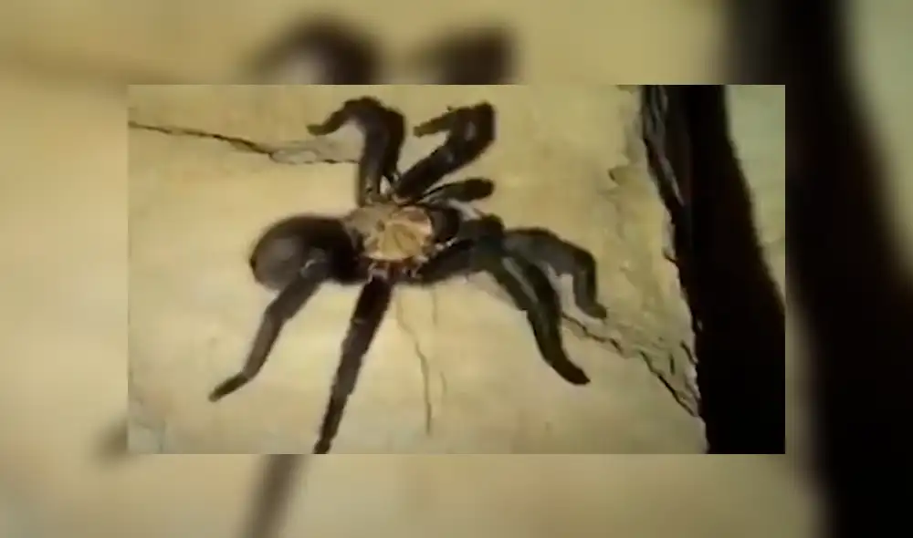 Facebook viral: Chico madruga para ir al baño y se topa con peligrosa criatura que lo quería atacar [VIDEO] 