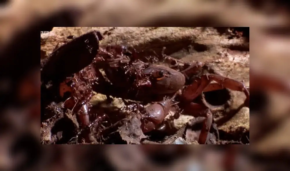 YouTube viral: hormigas carnívoras 'asesinaron' a cangrejo que salió del mar [VIDEO]