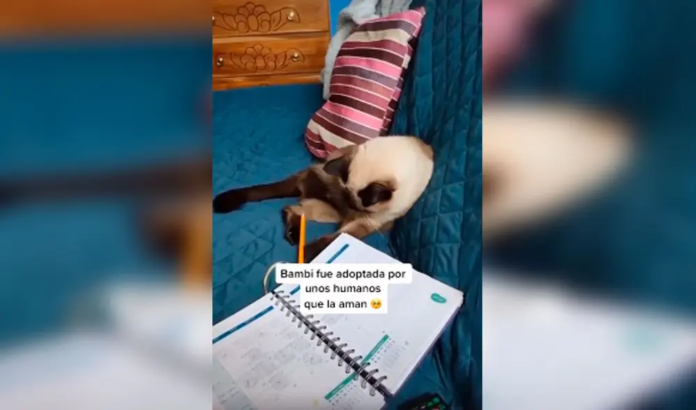 Desliza las imágenes para conocer la historia de Bambi, una gata que sufrió la amputación de su pata trasera. Foto: Captura de Facebook