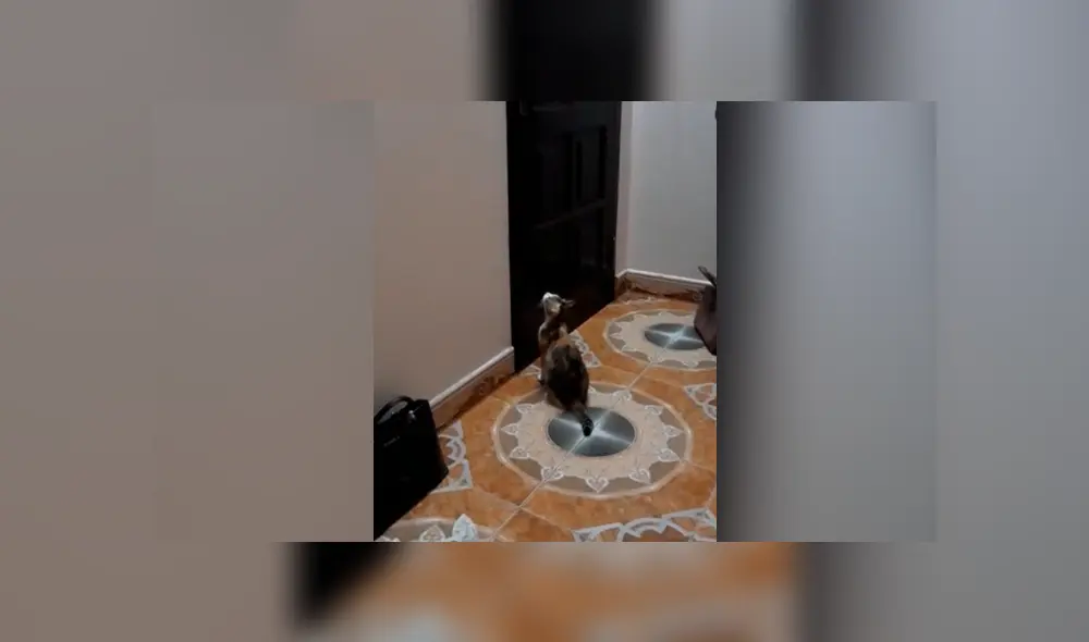 La chica quedó sorprendida al descubrir lo que hacía su travieso gato en su ausencia. Foto: captura La chica quedó sorprendida al descubrir lo que hacía su travieso gato en su ausencia. Foto: captura