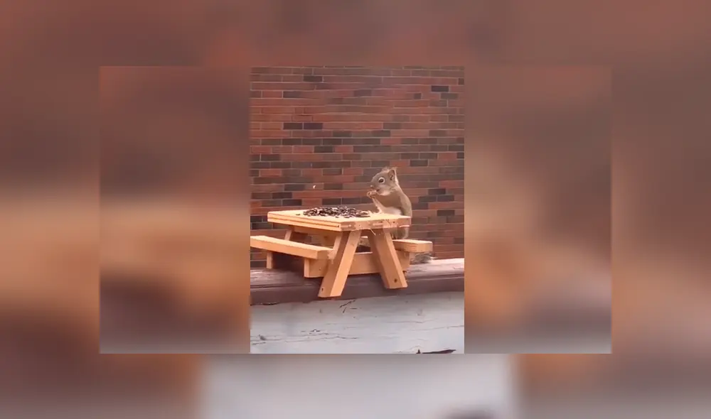 Desliza las imágenes para observar la ingeniosa ‘mesa de picnic’ que fabricó un hombre para los animales. Foto: Captura. Desliza las imágenes para observar la ingeniosa ‘mesa de picnic’ que fabricó un hombre para los animales. Foto: Captura.
