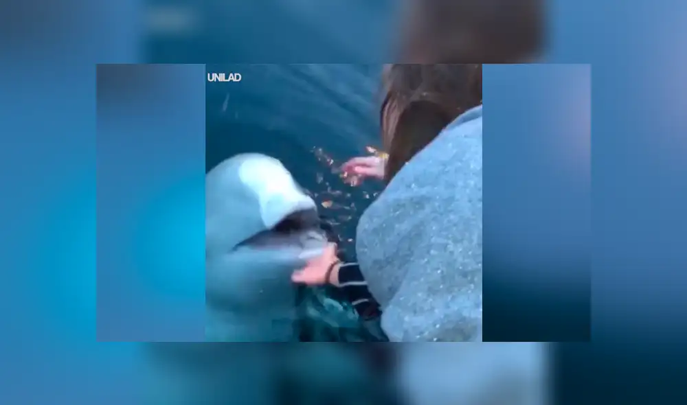 YouTube viral: Mujer deja caer su objeto más valioso al mar y enorme criatura se lo devuelve [VIDEO] 