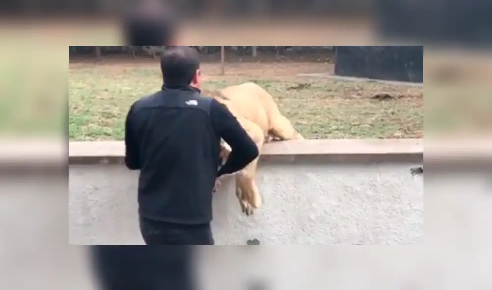 Cuidador ingresa a santuario de león, sin imaginar lo que pasaría dentro. Foto: Captura. Cuidador ingresa a santuario de león, sin imaginar lo que pasaría dentro. Foto: Captura.