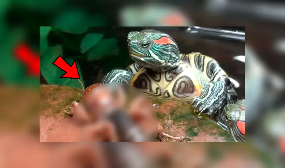 YouTube viral: tortuga se topa con misteriosa criatura y tiene feroz batalla que termina de forma trágica YouTube viral: tortuga se topa con misteriosa criatura y tiene feroz batalla que termina de forma trágica