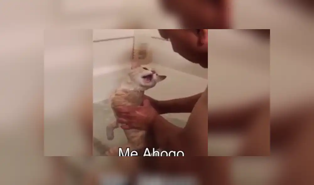 YouTube viral: gato tiene dramática reacción cuando su dueño lo quiere
