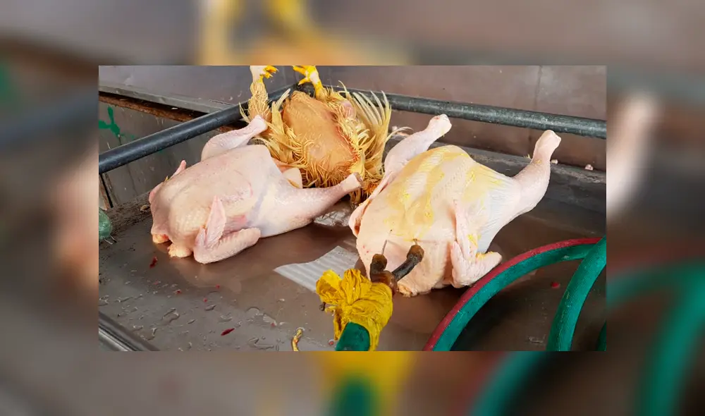Pollos se encontraron en estado insalubre