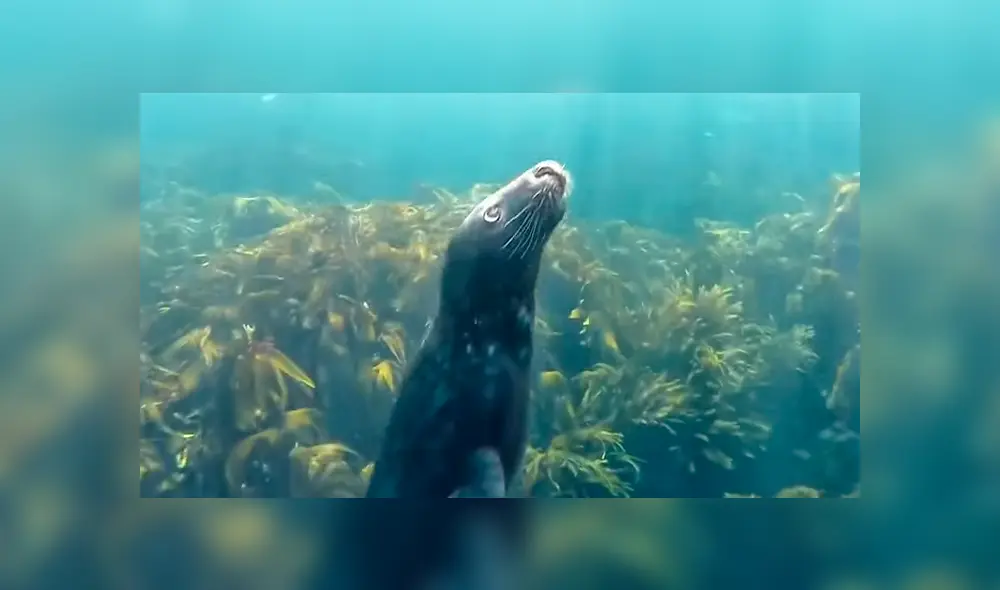 Los animales sorprendieron al hombre, que no se imaginó que era perseguido por un gran grupo. Foto: captura Los animales sorprendieron al hombre, que no se imaginó que era perseguido por un gran grupo. Foto: captura
