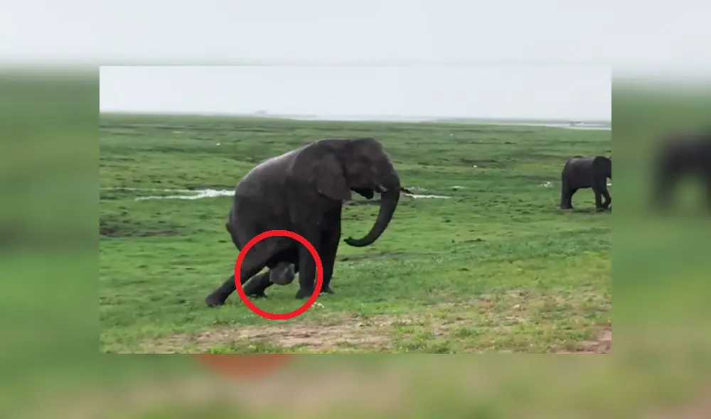 YouTube viral: familia va de excursión a África y graba a elefante pariendo a su cría [VIDEO]
