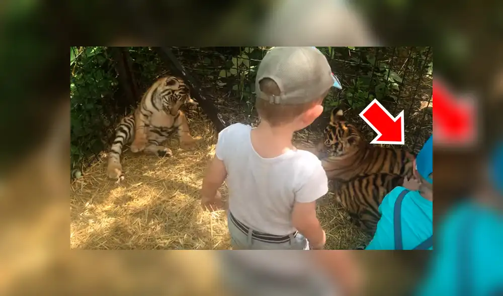 Niños ingresan a jaula de tigres para acariciarlos, sin imaginar lo que pasaría.