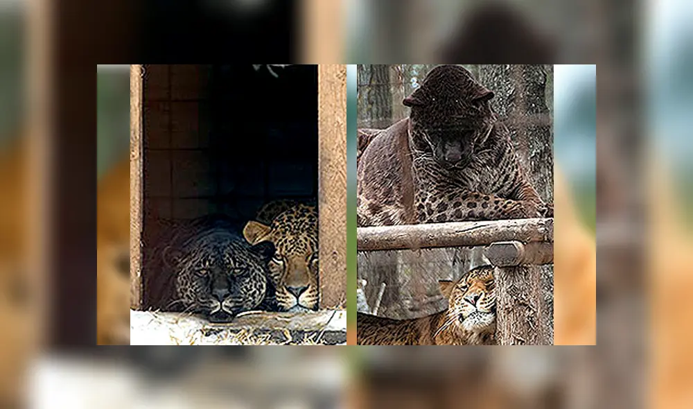 Desliza para ver cómo luce el jaglión que sorprendió a todos en YouTube. Foto: Captura. Desliza para ver cómo luce el jaglión que sorprendió a todos en YouTube. Foto: Captura.