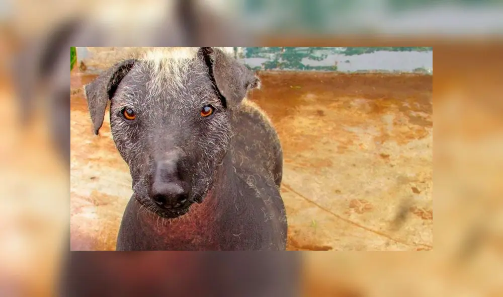 Perro peruano sin pelo Perro peruano sin pelo