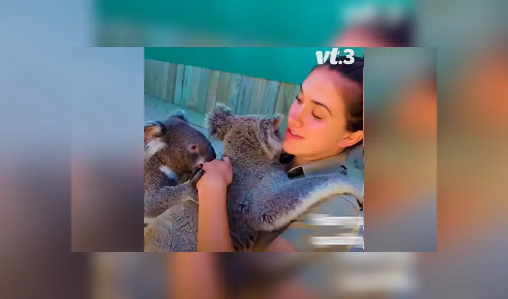 Desliza las imágenes para ver qué ocurrió entre Harry y James, dos simpáticos koalas que se enfrentaron por el amor de su cuidadora. Foto: Captura/VT Desliza las imágenes para ver qué ocurrió entre Harry y James, dos simpáticos koalas que se enfrentaron por el amor de su cuidadora. Foto: Captura/VT