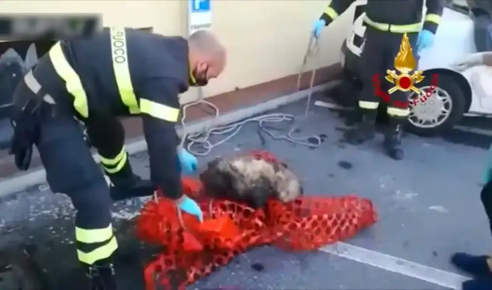 Desliza las imágenes para conocer a Charlie, le perro que fue rescatado por los bomberos. Foto: Facebook