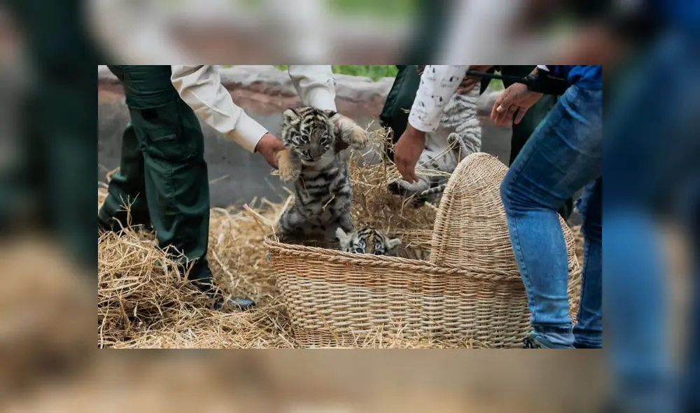 Tigres de bengala nacieron en el Parque de las Leyendas