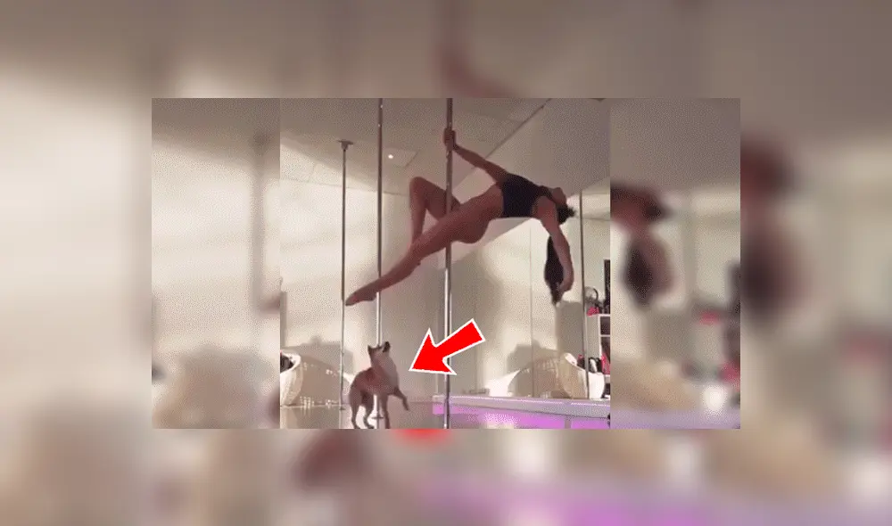 YouTube viral: bella joven hace sexy baile de ‘pole dance’ y su perro le arruina su presentación [VIDEO]