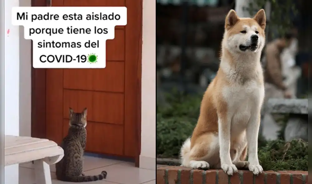 Gato hace recordar a Hachiko al esperar sentado a su dueño que tiene COVID-19. Foto: Captura TikTok/Internet