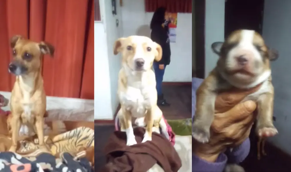 Yamba, Bronco y una de las crías de Marly buscan una nueva familia. Foto: Composición La Republica