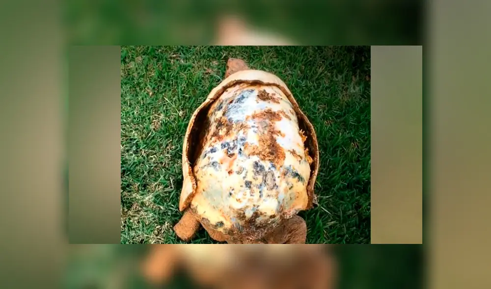 Desliza hacia la izquierda para ver el caparazón en 3D que hicieron para una tortuga. Desliza hacia la izquierda para ver el caparazón en 3D que hicieron para una tortuga.