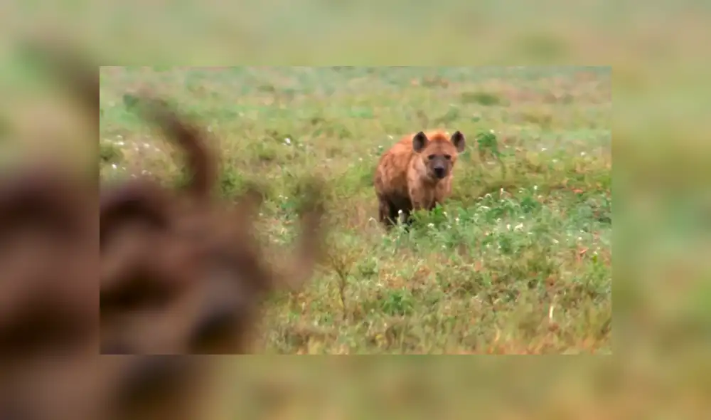 YouTube viral: feroz hiena ataca a cría de 'ñu' y desenlace sorprende al mundo [VIDEO]