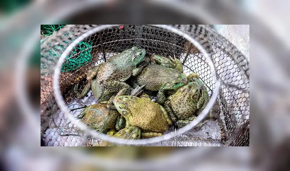 Las ranas son muy buscadas por los chinos cuando acuden a ciertos mercados, aún en plena pandemia de coronavirus. Foto: EFE Las ranas son muy buscadas por los chinos cuando acuden a ciertos mercados, aún en plena pandemia de coronavirus. Foto: EFE