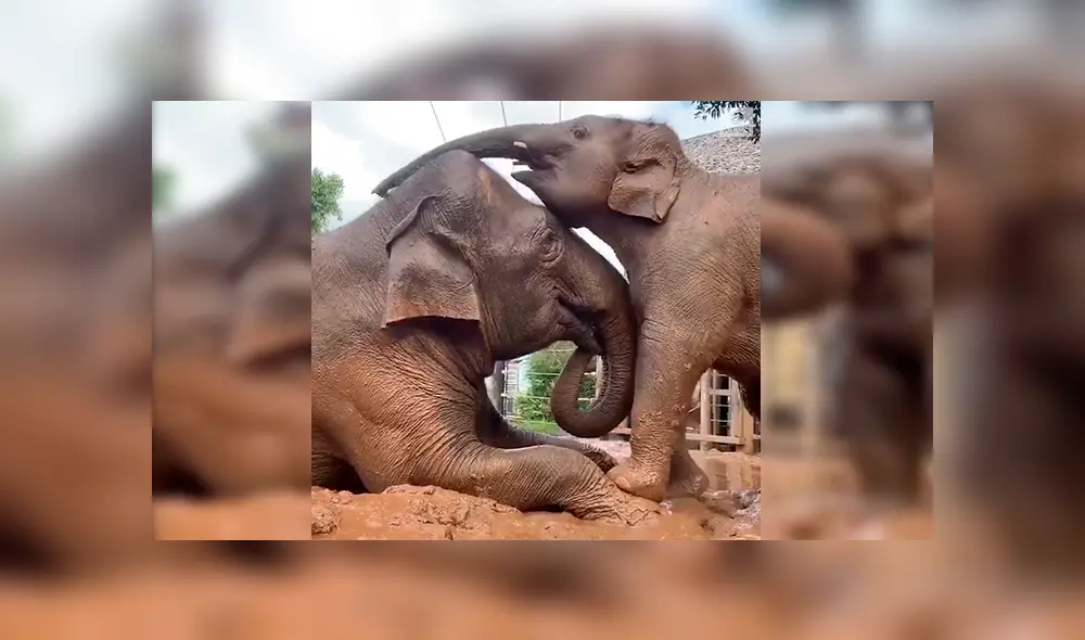 En YouTube, una mamá elefante fue captada en el preciso momento que protagonizó junto a su cría.