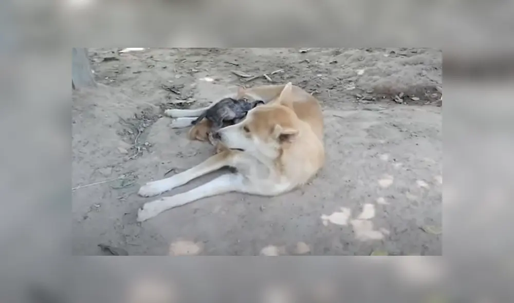 Desliza hacia la izquierda para ver las imágenes del tierno viral de Facebook.