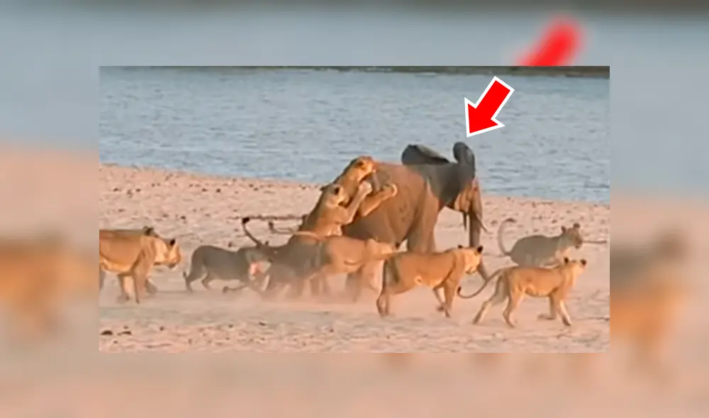 YouTube viral: bebé elefante usa truco para no ser devorado por manada de hambrientos leones [VIDEO]