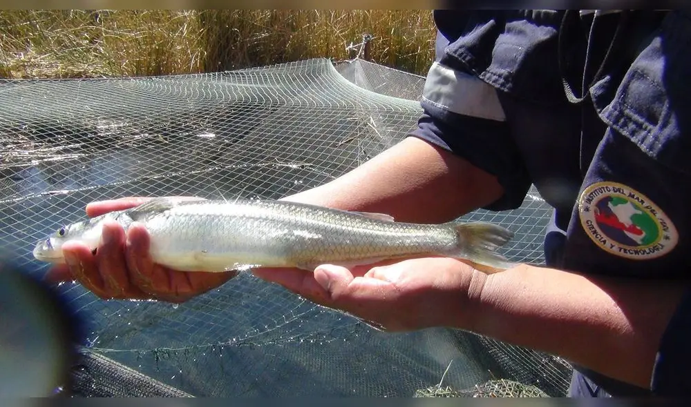 Produce: Suspenden temporalmente la extracción de pejerrey