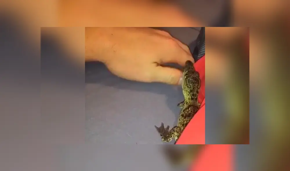 El chico dejó que el reptil lo muerda en el brazo. Foto: captura El chico dejó que el reptil lo muerda en el brazo. Foto: captura