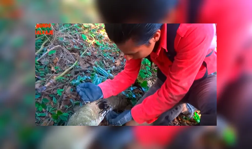 Desliza hacia la izquierda para ver el momento en que la tarántula ataca al joven del video de YouTube.
