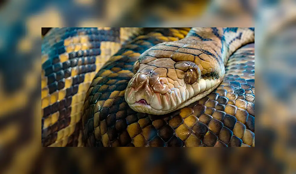 YouTube viral: Bombero es atacado por enorme pitón mientras hacía su show en vivo [VIDEO] 