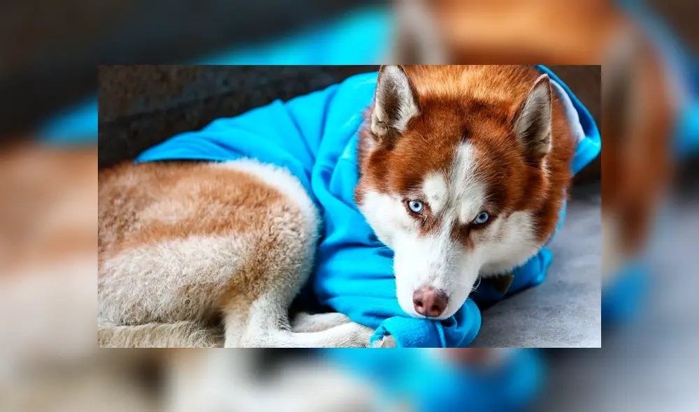 En Facebook se hizo viral la historia de este fiel perro que espera durante largas horas a su dueña.