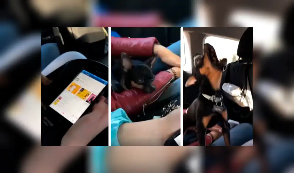 En Facebook, un pequeño perro tuvo un curioso comportamiento al percatarse que su dueña abrió su cuenta de Tik Tok. En Facebook, un pequeño perro tuvo un curioso comportamiento al percatarse que su dueña abrió su cuenta de Tik Tok.