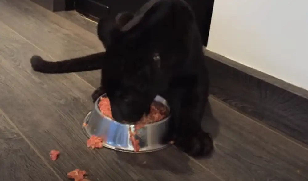 Desliza hacia la izquierda para ver las imágenes del video viral. Foto: Captura de YouTube. Desliza hacia la izquierda para ver las imágenes del video viral. Foto: Captura de YouTube.