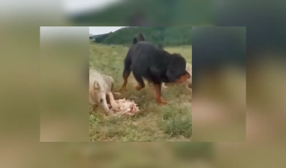 Desliza para ver los momentos más impactantes del video que se hizo viral en YouTube. Desliza para ver los momentos más impactantes del video que se hizo viral en YouTube.