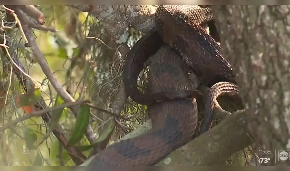 Apareamiento de serpientes en lago de EEUU se convierte en atracción nacional. Foto: Difusión.