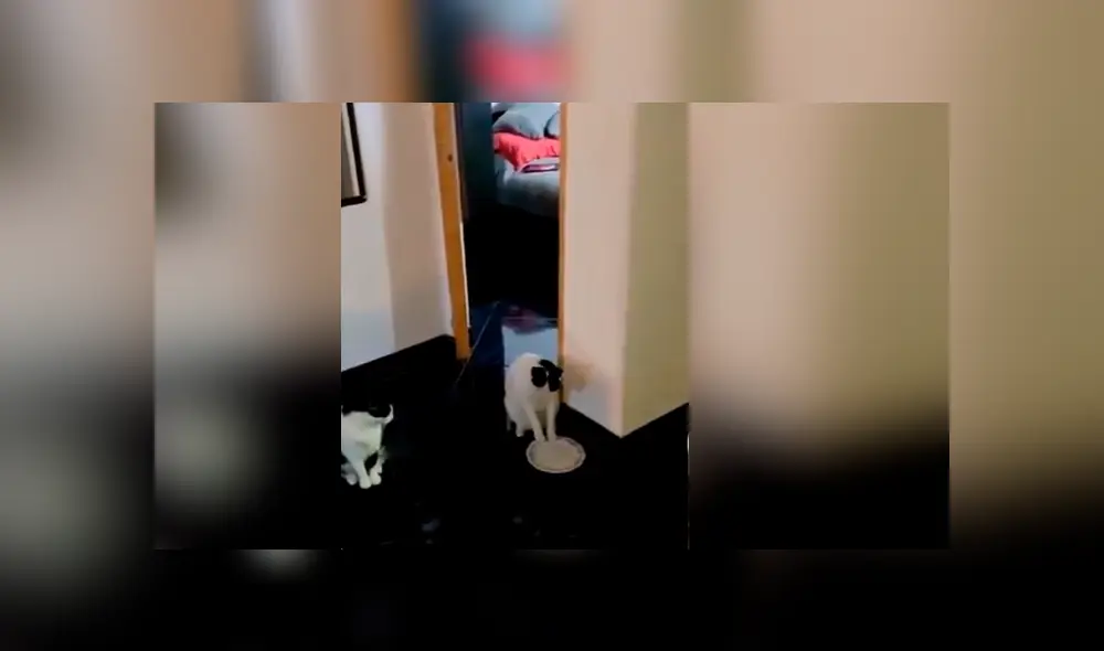 Desliza hacia la izquierda para ver más del video viral. Fotocaptura: Twitter