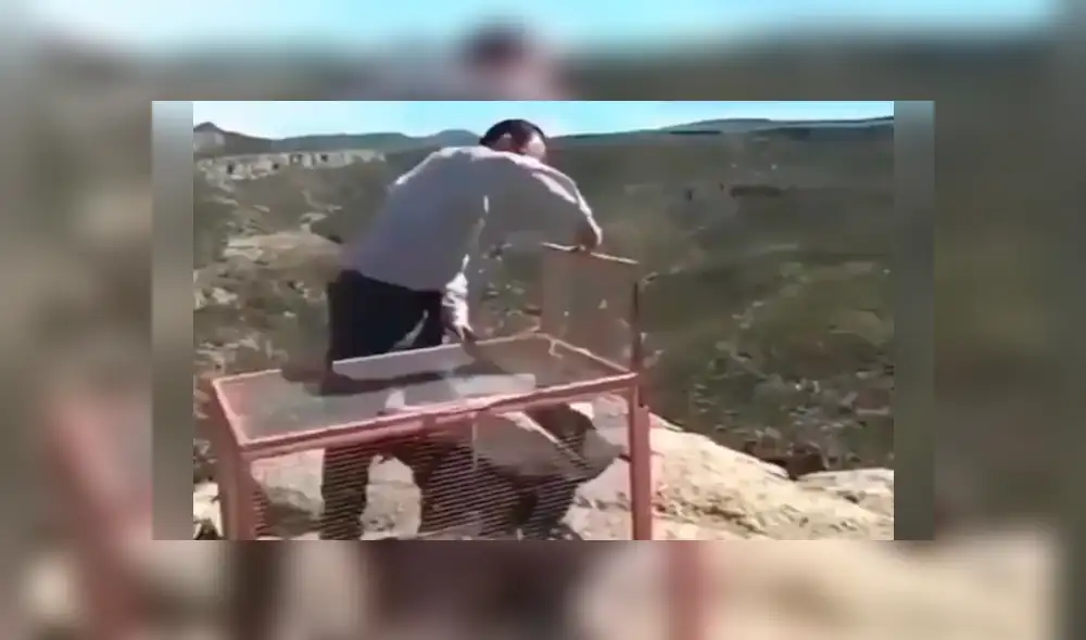El cóndor fue liberado en las montañas tras haber estado en cautiverio toda su vida. Foto: captura. El cóndor fue liberado en las montañas tras haber estado en cautiverio toda su vida. Foto: captura.