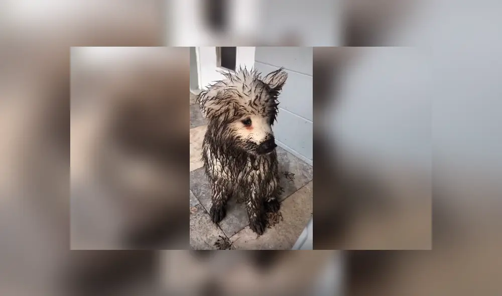 Desliza las imágenes hacia la izquierda para conocer la travesura que hicieron unos perros en la ausencia de su dueño.