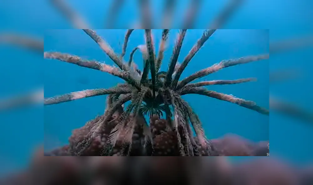 Desliza hacia la izquierda para ver al extraño animal marino que sorprendió a los usuarios de Facebook.