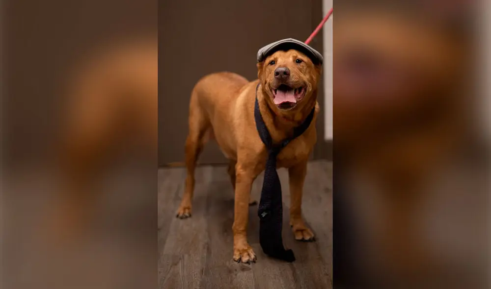 Desliza las imágenes para ver la sesión fotográfica de unos perros al modelar unos trajes y accesorios. Foto: Flagler Humane Society