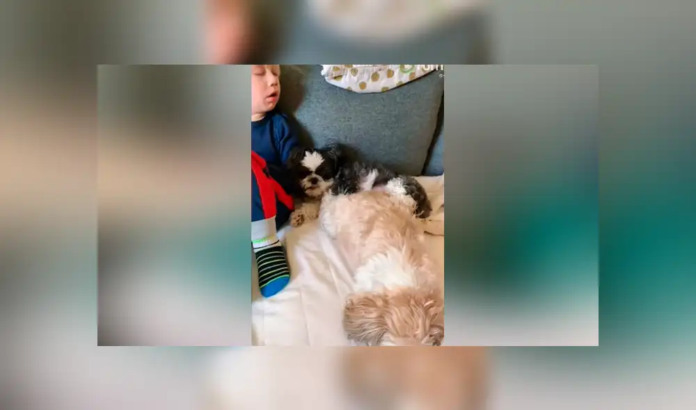 Desliza las imágenes para ver la emotiva escena que logró descubrir esta madre entre su hijo y sus mascotas. Foto: Captura/Rumble Viral Desliza las imágenes para ver la emotiva escena que logró descubrir esta madre entre su hijo y sus mascotas. Foto: Captura/Rumble Viral