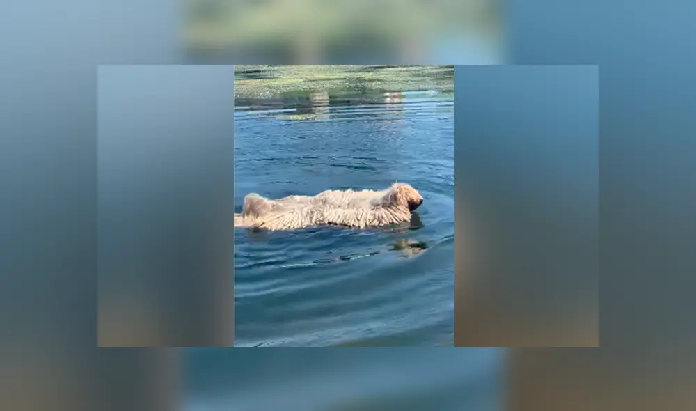 Hombre encuentra misteriosa criatura ‘acuática’, se acerca a ella y descubre algo insólito