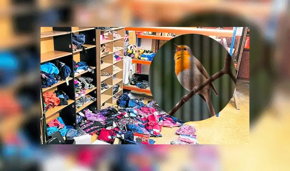 Pájaro es detenido por la Policía al ser “cómplice” del robo a una tienda