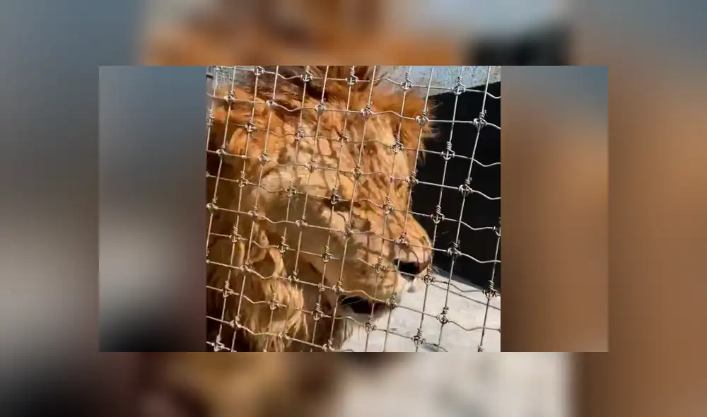 Desliza hacia la izquierda para ver la reacción que tuvo el enorme león con su cuidador. Video es viral en YouTube. Desliza hacia la izquierda para ver la reacción que tuvo el enorme león con su cuidador. Video es viral en YouTube.