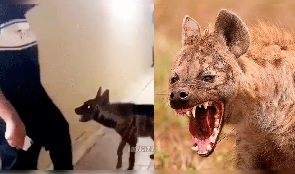Vía Facebook: hombre adopta hiena salvaje y usa insólito truco para evitar ser mordido [VIDEO] 