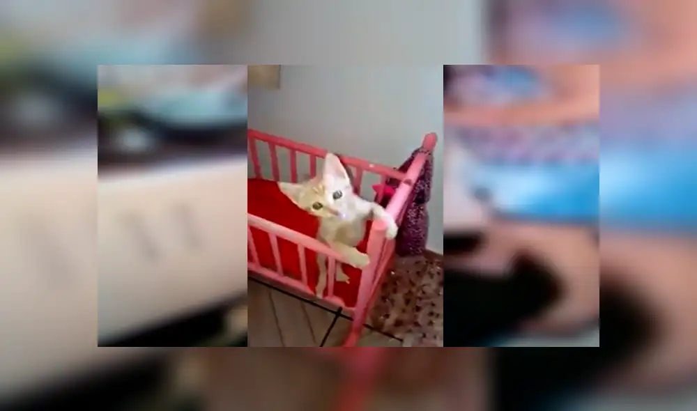 En Facebook, una señora sorprendió por su peculiar forma de criar a un pequeño gato que encontró en la calle. En Facebook, una señora sorprendió por su peculiar forma de criar a un pequeño gato que encontró en la calle.