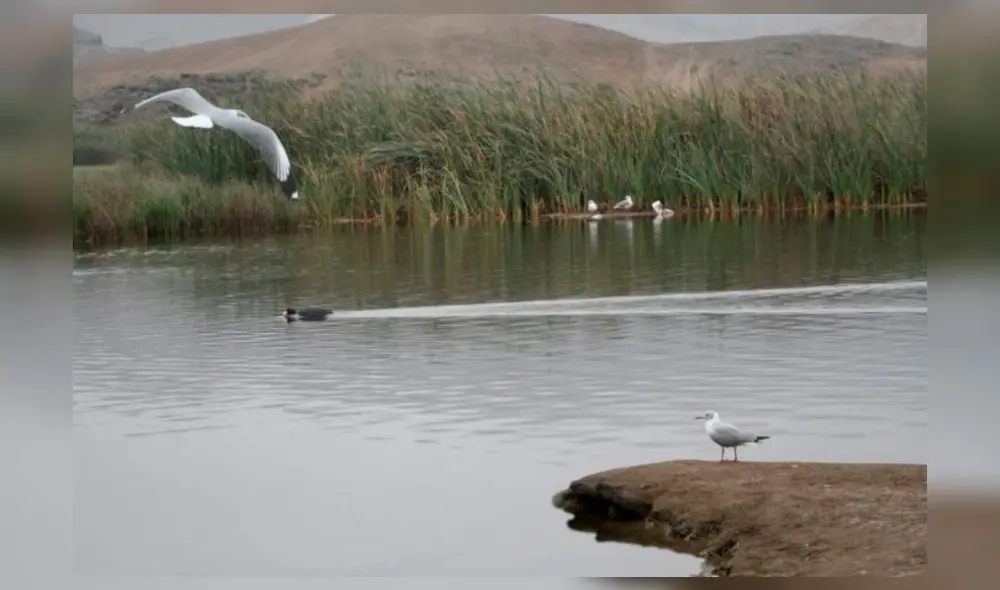 Autoridad Nacional del Agua: los humedales son una solución natural ante el cambio climático Autoridad Nacional del Agua: los humedales son una solución natural ante el cambio climático