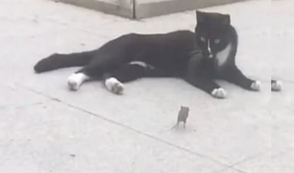 Desliza las imágenes para ver más detalles sobre esta inusual escena protagonizada por un gato y un ratón. Foto: captura de YouTube